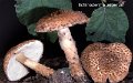 Echinoderma asperum-amf1163-1
